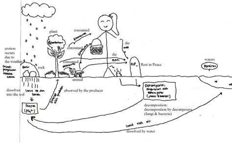 Phosphorus cycle diagram sample | Download Scientific Diagram