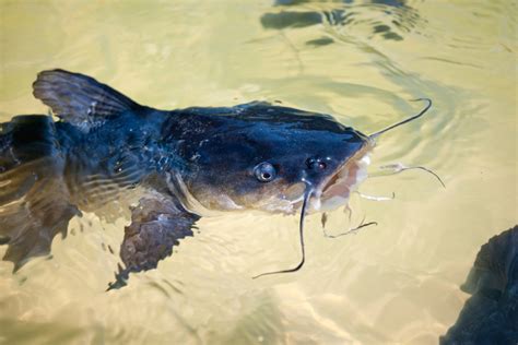 Southern Myths: Do Giant Catfish Really Exist?