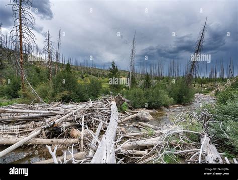 Hiking on Continental Divide Trail, Colorado, USA Stock Photo - Alamy