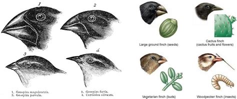 How Evolution Works | Beştepe Bloggers