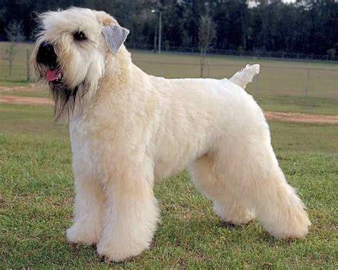 Terrier Breeds List With Pictures