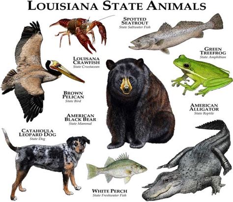 Louisiana State Animals Poster Print | Etsy