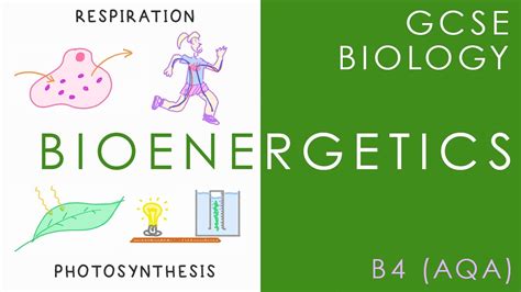 BIOENERGETICS - Respiration & Photosynthesis - GCSE Biology (AQA Topic B4) - YouTube