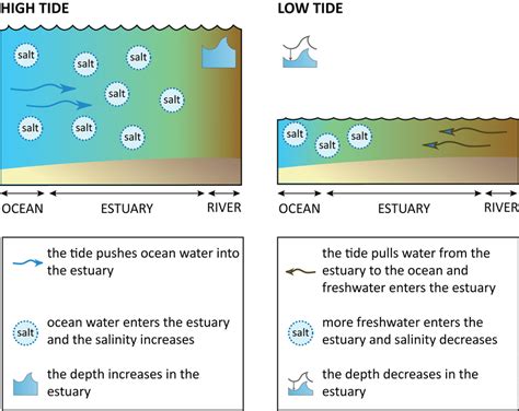 Estuaries during high tide and low tide. During high tide, ocean... | Download Scientific Diagram