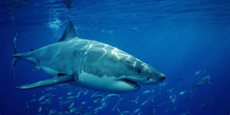 Great White Shark Life | Images and Photos finder
