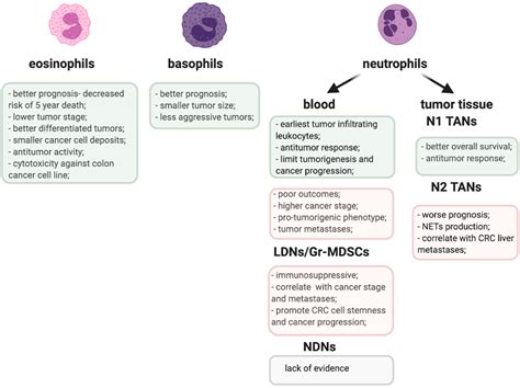 Types Of Granulocytes