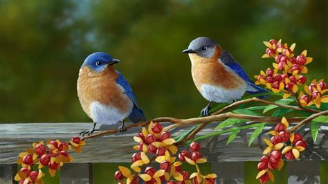 Colorful Birds Wallpapers - Top Free Colorful Birds Backgrounds ...