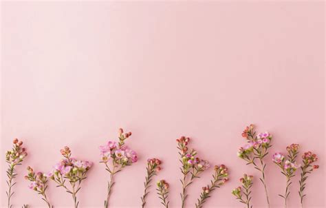 Wallpaper background, pink, Flowers images for desktop, section цветы ...