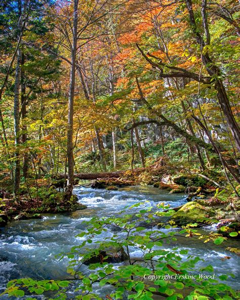 Oirase Gorge, Aomori, Japan V - Etsy