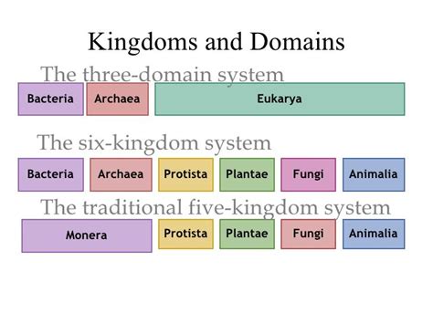 Eukarya Domain Chart