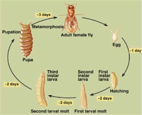 Flies Maggots Life Cycle