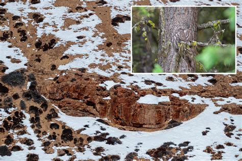 Can you spot the animals hidden in these incredible nature photos?