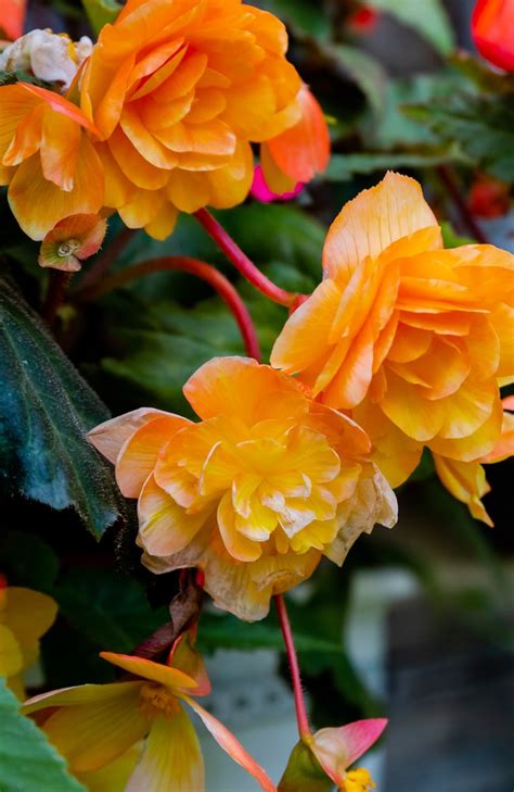 What Are Popular Begonia Types? — Learn 10 Popular Ones