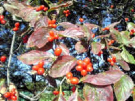 Missouri State Tree (Arboreal Emblem): Flowering Dogwood