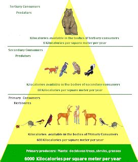 Temperate Deciduous Forests: Energy Pyramid for Temperate Deciduous Forests