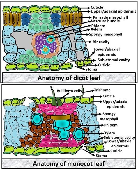 Difference between Dicot and Monocot Leaf (with Comparison Chart) - Biology Reader