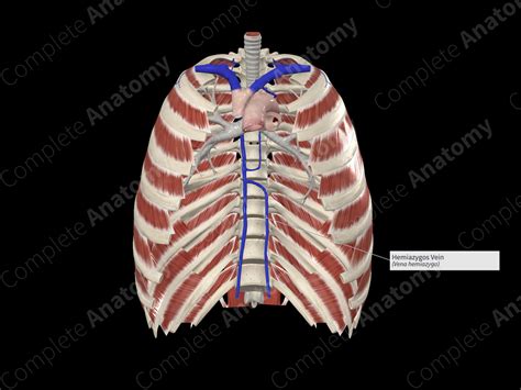 Hemiazygos Vein | Complete Anatomy