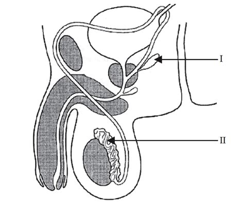 Male Reproductive System Diagram | Quizlet