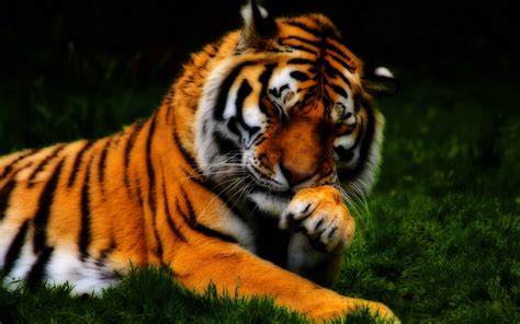 Desktop Tiger Wallpaper | WhatsPaper