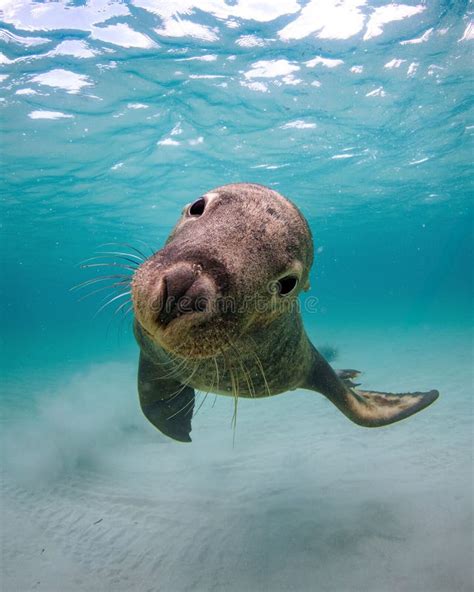 Funny Sea Lion Under the Ocean Stock Photo - Image of flippers ...