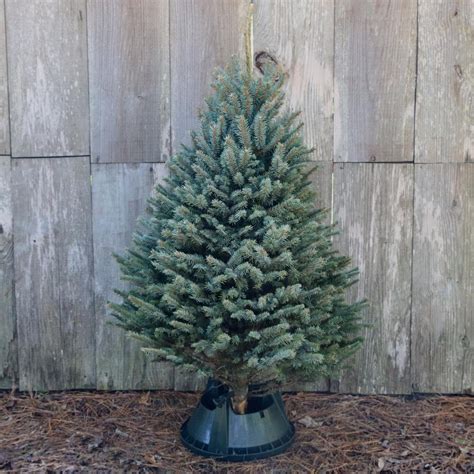 Your Ultimate Guide to Selecting the BEST Real Christmas Tree! — Boxwood Avenue