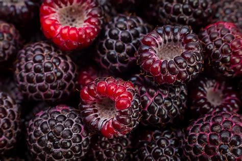 Cumberland Black Raspberry Bushes For Sale | The Tree Center™