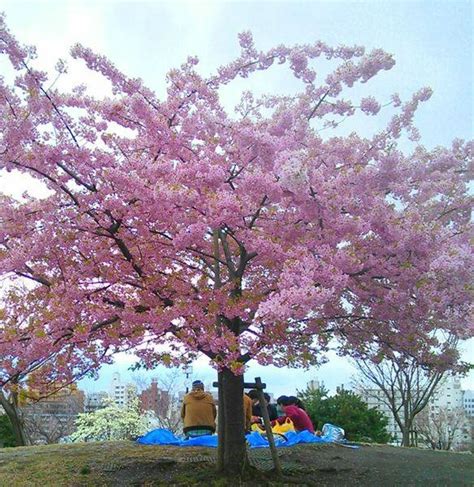 Significance of Sakura: Cherry Blossom Traditions in Japan ...