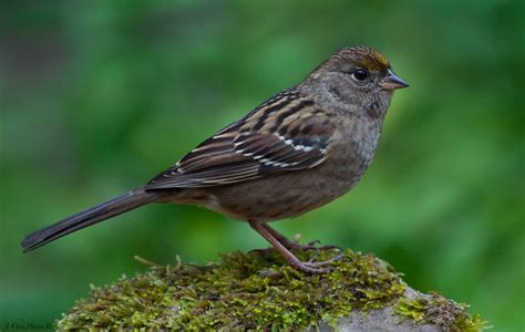 Chris The Photog: Backyard Birds