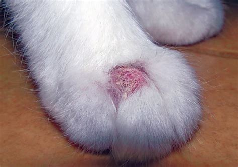 25 Best Images Ringworm In Black Cats - Bald Spots On Cats Ears Page 1 ...