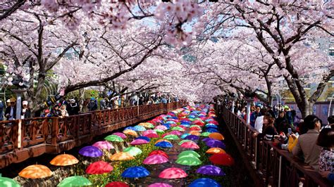 Cherry Blossom Festival Korea 2024 - Ardyth Mireielle