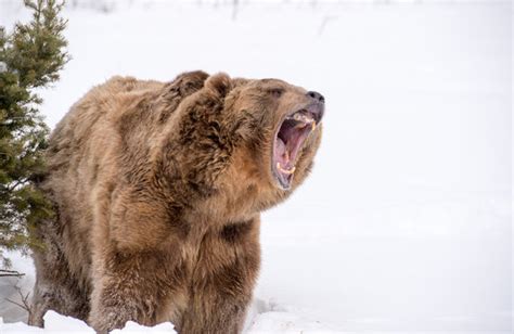 Brown Bear Roaring