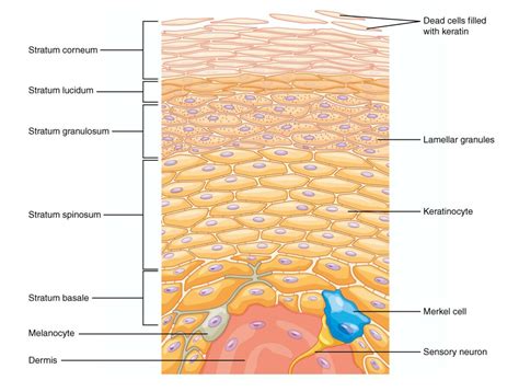 Layers Of Epidermis