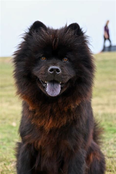 What Are The Chow Chow Colors? Color Varieties of Chow Chows