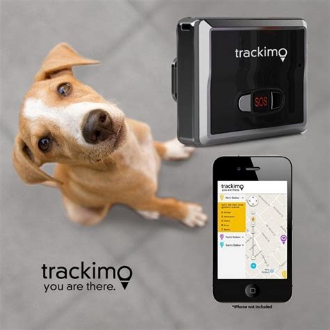 Facts in Choosing the Best Device for Tracking Pets - Trackimo