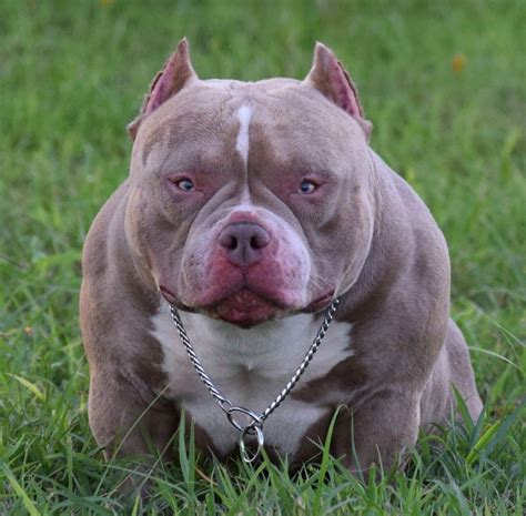 micro bully puppies for sale in texas - Hildegarde Cobbs