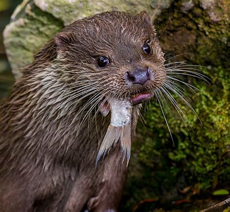 otter - Animal Stock Photos - Kimballstock