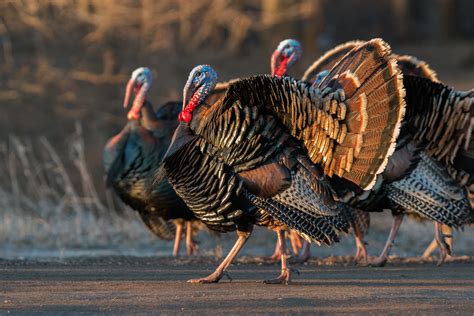 Wild Turkey | Audubon Field Guide