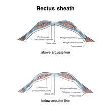 Rectus Sheath - Physiopedia