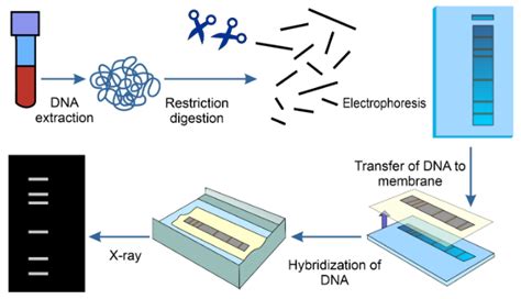 DNA Fingerprinting : Steps & Applications | Infinity learn