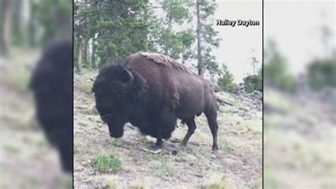 Girl survives bison attack at Yellowstone - KOBI-TV NBC5 / KOTI-TV NBC2