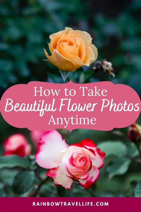 How to Photograph Flowers (Helpful Tips)