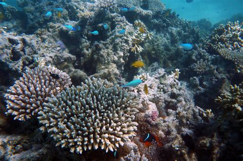 Snorkeling the Ningaloo Reef (Ningaloo Marine Park) ~ The Long Way's Better