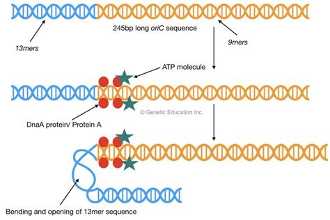 Dna Replication Initiation Diagram