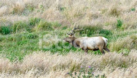 Tule Elk With Velvet Antlers, Point Reyes National Seashore Stock Photo | Royalty-Free | FreeImages