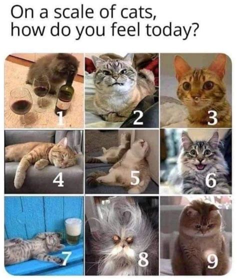 Happy Caturday Everyone! : r/Catmemes