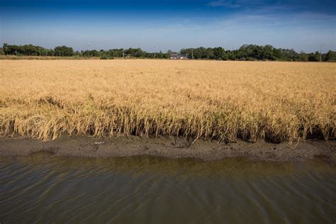 Golden paddy rice field ready for harvest 9586002 Stock Photo at Vecteezy