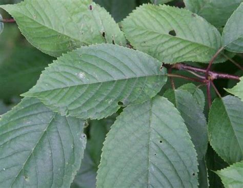 Prunus avium | Lower Hudson Partnership for Regional Invasive Species Management.