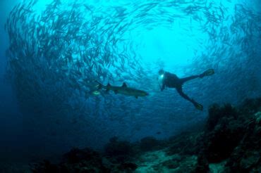 Are Barracudas Dangerous and Do They Attack Humans?