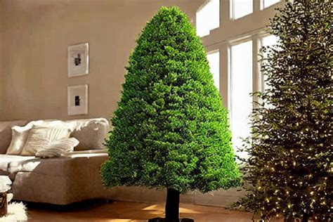 Best Low Light Indoor Trees to Improve Your Home Decor