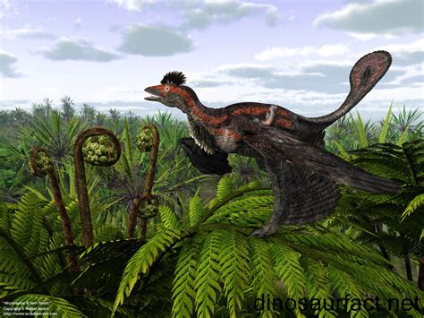 Microraptor dinosaur